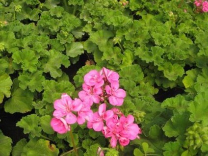 Pelargonium és Geranium különbség, otthoni gondozást, nézetek és vélemények (Pelargonium) Pelargonium és Geranium különbség, otthoni gondozást, nézetek és vélemények