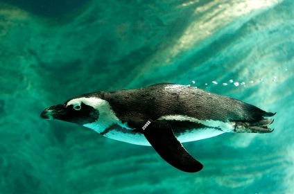 Пінгвіни фото цікаві факти