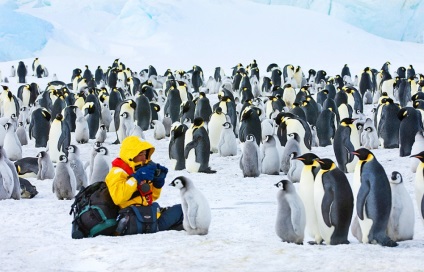 Пінгвіни фото цікаві факти
