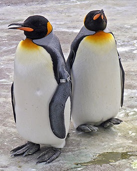 Penguins leírás, általános információk, fotók, zoodom