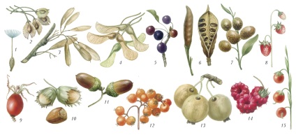 A gyümölcs a növény - egy nagy magyar enciklopédia - elektronikus változat