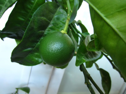 Miért esik petefészkek ~ növekvő citrus otthon - személyes tapasztalat