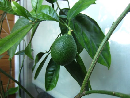 Miért esik petefészkek ~ növekvő citrus otthon - személyes tapasztalat
