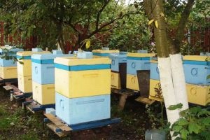 Miért őszi méhek elhagyják a kaptárt és elrepül