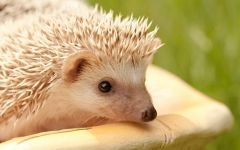 Miért kígyók fél a kígyóktól, hogy miért félnek sün sün sün (félelem) Miért kígyók fél a kígyóktól, hogy miért félnek sün sün sün
