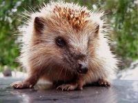 Miért kígyók fél a kígyóktól, hogy miért félnek sün sün sün (miért) Miért kígyók fél a kígyóktól, hogy miért félnek sün sün sün