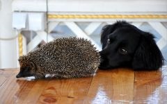 Miért kígyók fél a kígyóktól, hogy miért félnek sün sün sün (sün) Miért kígyók fél a kígyóktól, hogy miért félnek sün sün sün