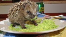 Miért kígyók fél a kígyóktól, hogy miért félnek sün sün sün (sün) Miért kígyók fél a kígyóktól, hogy miért félnek sün sün sün