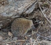 Miért kígyók fél a kígyóktól, hogy miért félnek sün sün sün (a kígyó) Miért kígyók fél a kígyóktól, hogy miért félnek sün sün sün