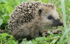 Miért kígyók fél a kígyóktól, hogy miért félnek sün sün sün (miért) Miért kígyók fél a kígyóktól, hogy miért félnek sün sün sün