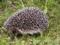 Miért kígyók fél a kígyóktól, hogy miért félnek sün sün sün (sün) Miért kígyók fél a kígyóktól, hogy miért félnek sün sün sün
