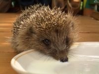 Miért kígyók fél a kígyóktól, hogy miért félnek sün sün sün (sün) Miért kígyók fél a kígyóktól, hogy miért félnek sün sün sün