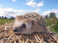 Miért kígyók fél a kígyóktól, hogy miért félnek sün sün sün (miért) Miért kígyók fél a kígyóktól, hogy miért félnek sün sün sün