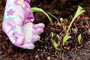 Eper trágyázás tavasszal, mint megtermékenyíteni, és hogyan lehet növelni az aratás tavaszi lombkezelés