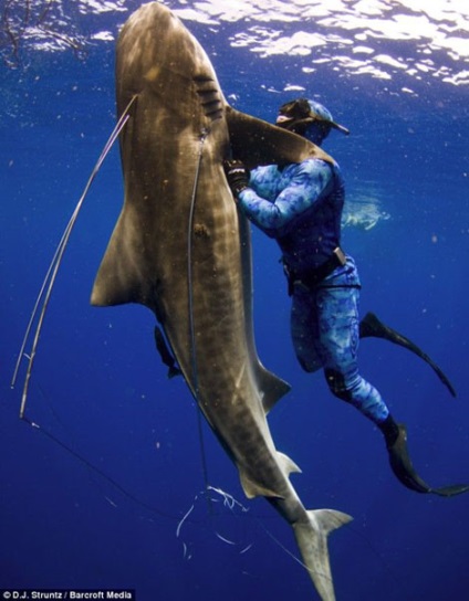 Spearfishing cápák szakmai tanácsadás