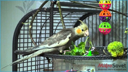 Papagájok Cockatiels hogyan kell tartani és gondozás, fotó és videó