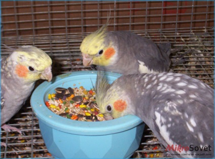 Papagájok Cockatiels hogyan kell tartani és gondozás, fotó és videó