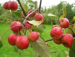 Ültetés almafák ősszel
