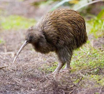 Kiwi, fotók