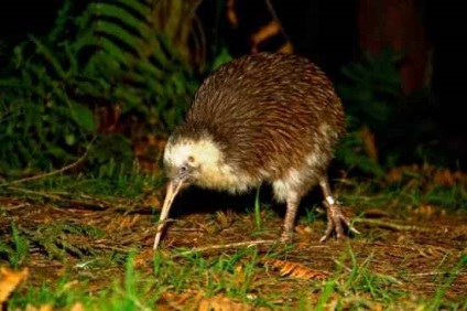 Kiwi - a legszokatlanabb és csodálatos madár, a szimbólum Új-Zéland, az éjszakai