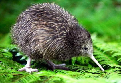 Kiwi - a legszokatlanabb és csodálatos madár, a szimbólum Új-Zéland, az éjszakai