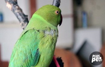 Menoponidae papagájok, csirkék és más madarak kezelésére, megelőzésére