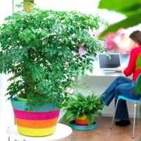 Radermacher ellátás és termesztése szobanövények