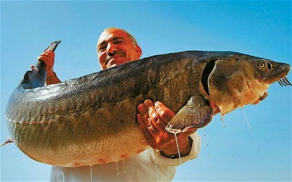 Horgászat a Azovi-tenger, amely kifogott hal a Azovi-tenger