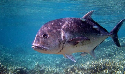 Риби Таїланду фото, середовище проживання і рибалка