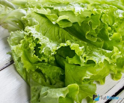 saláta levelek segítenek a fogyásban