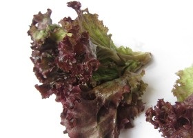 Saláta saláta levél készítmény kalóriatartalmú, jó, receptek