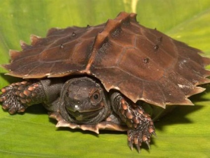 A legszokatlanabb teknősök