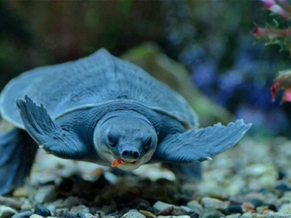 A legszokatlanabb teknősök