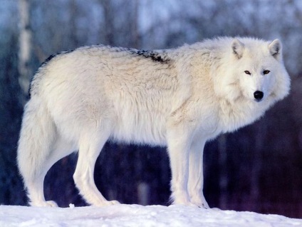 Сірий вовк фото, опис, місце існування, розмноження