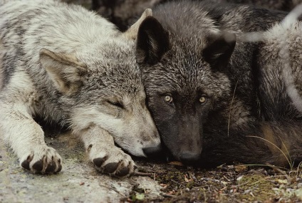 Сірий вовк фото, опис, місце існування, розмноження