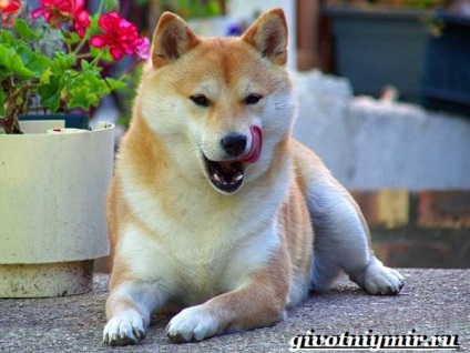 Shiba Inu