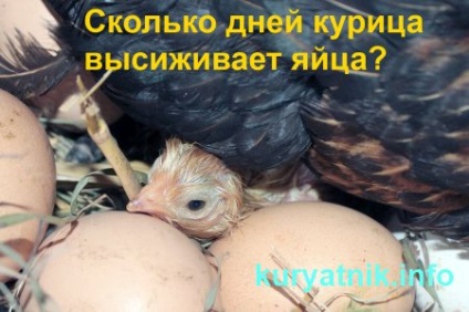 Hány nap alatt kelnek ki csirke tojás