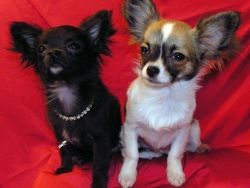 Hány élő Chihuahua