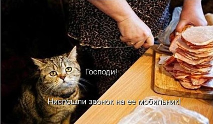 Vicces macskák - képek, viccek (cat) Vicces macskák - képek, szórakozás
