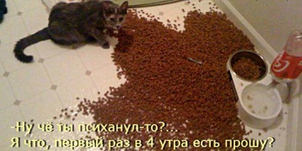 Vicces macskák - képek, viccek (megromlott karma) Vicces macskák - képek, szórakozás