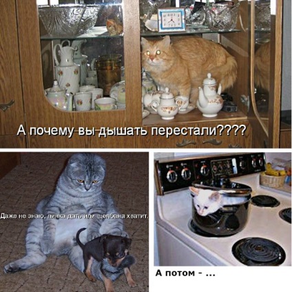 Vicces macskák - képek, viccek (megromlott karma) Vicces macskák - képek, szórakozás