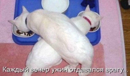 Vicces macskák - képek, viccek (megromlott karma) Vicces macskák - képek, szórakozás
