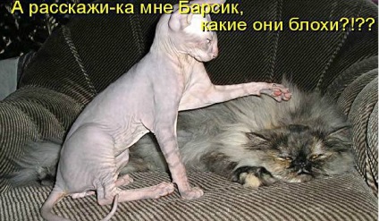 Vicces macskák - képek, viccek (megromlott karma) Vicces macskák - képek, szórakozás