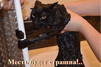 Vicces macskák - képek, viccek (cat) Vicces macskák - képek, szórakozás