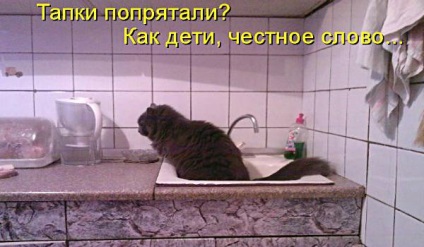 Vicces macskák - képek, viccek (cat) Vicces macskák - képek, szórakozás
