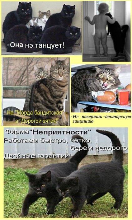 Vicces macskák - képek, viccek (megromlott karma) Vicces macskák - képek, szórakozás