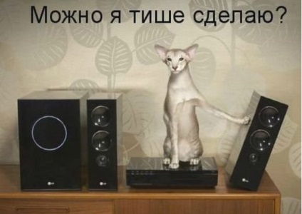 Vicces macskák - képek, viccek (cat) Vicces macskák - képek, szórakozás