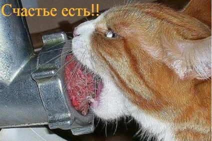 Vicces macskák - képek, viccek (cat) Vicces macskák - képek, szórakozás