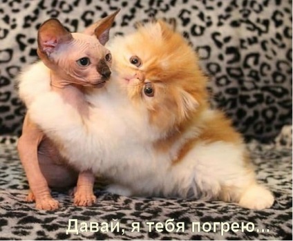 Vicces macskák - képek, viccek (cat) Vicces macskák - képek, szórakozás