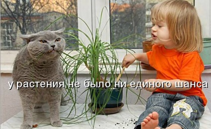Vicces macskák - képek, viccek (cat) Vicces macskák - képek, szórakozás